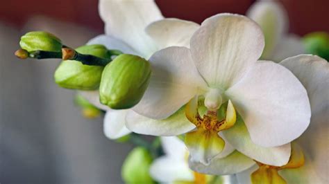 orkide tomurcuğu kaç günde açar